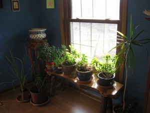 House plants