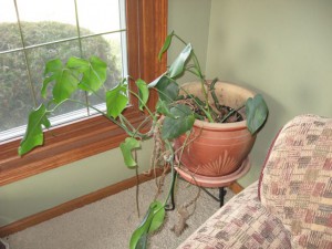 Living room house plant