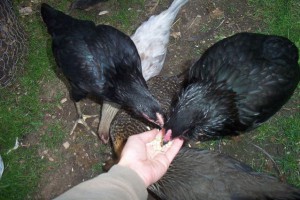 Feeding the new chickens