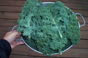 Kale from the garden