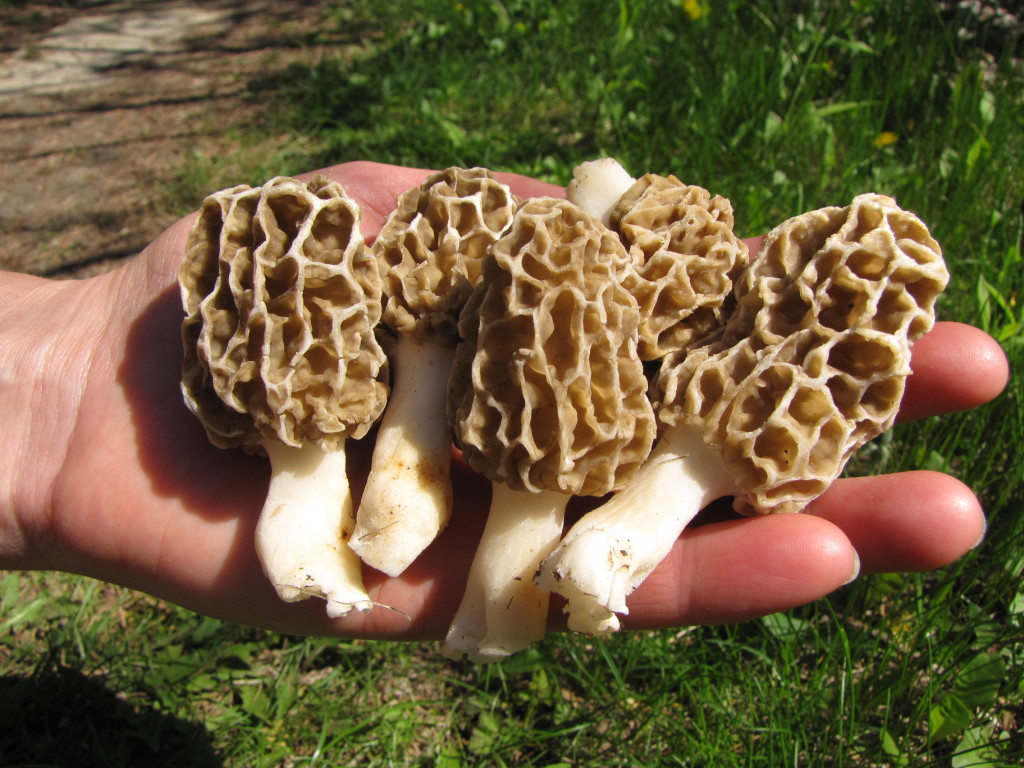 Morels 2017